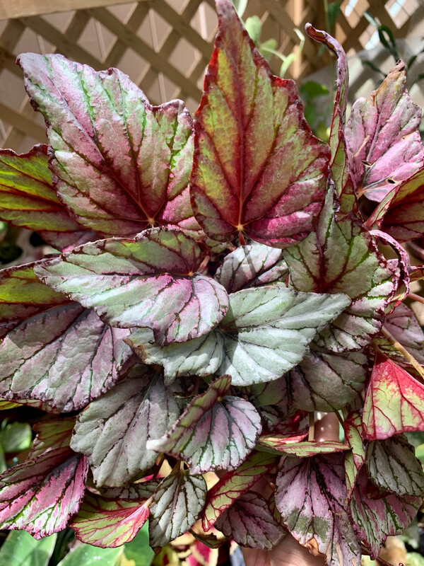 Rex Begonia