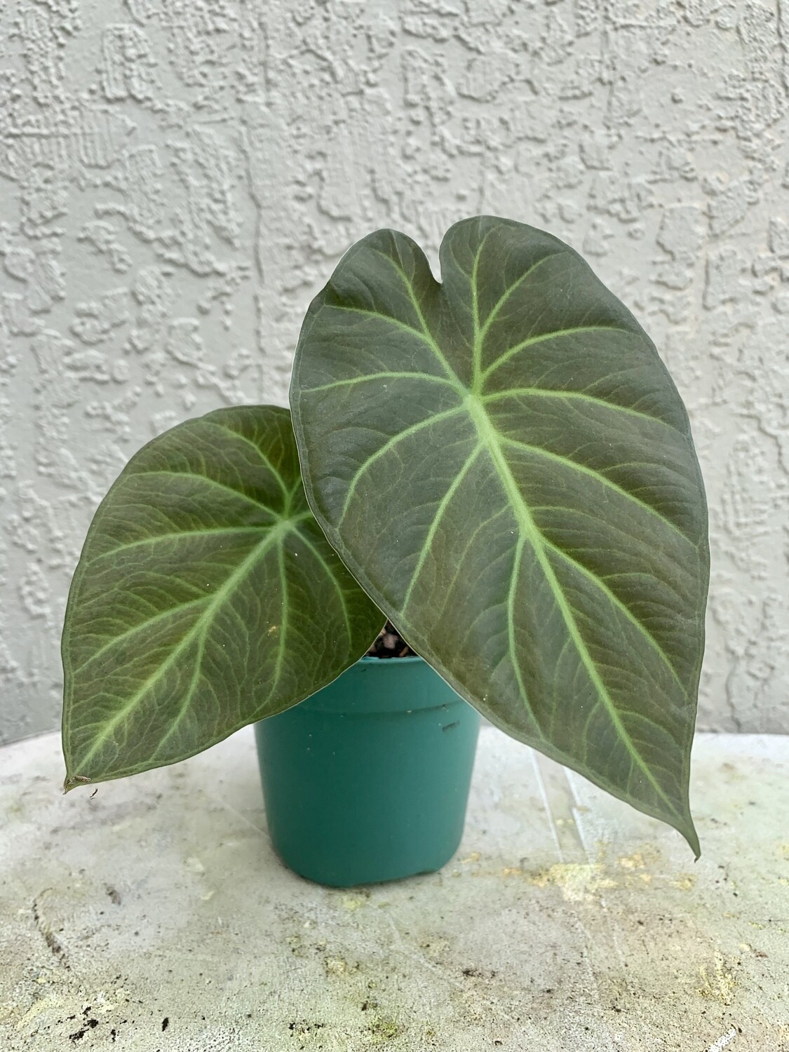 Regal Shield Alocasia