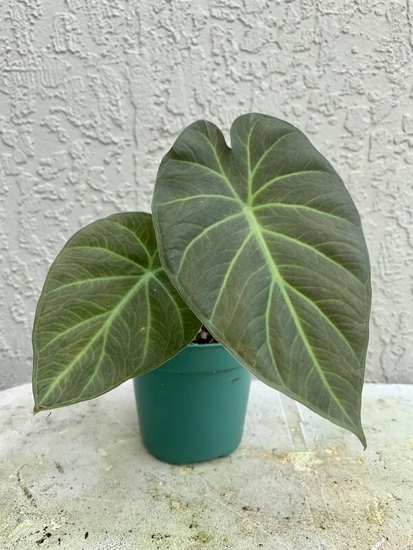 Regal Shield Alocasia