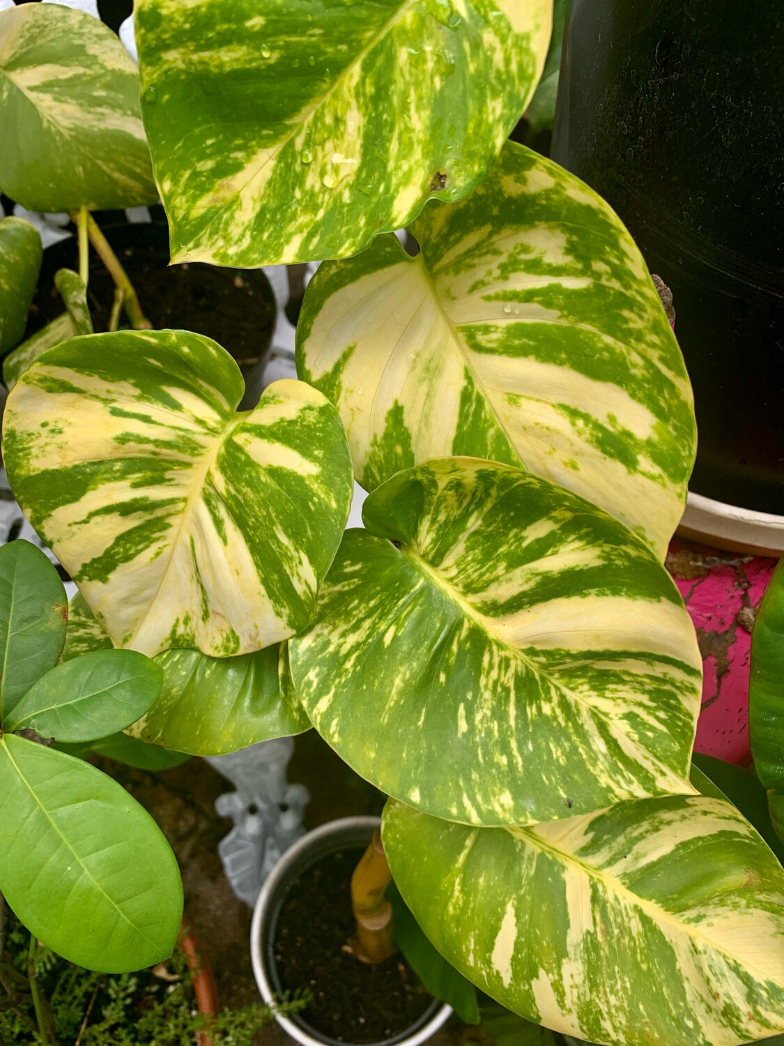 Giant Golden Hawaiian Pothos