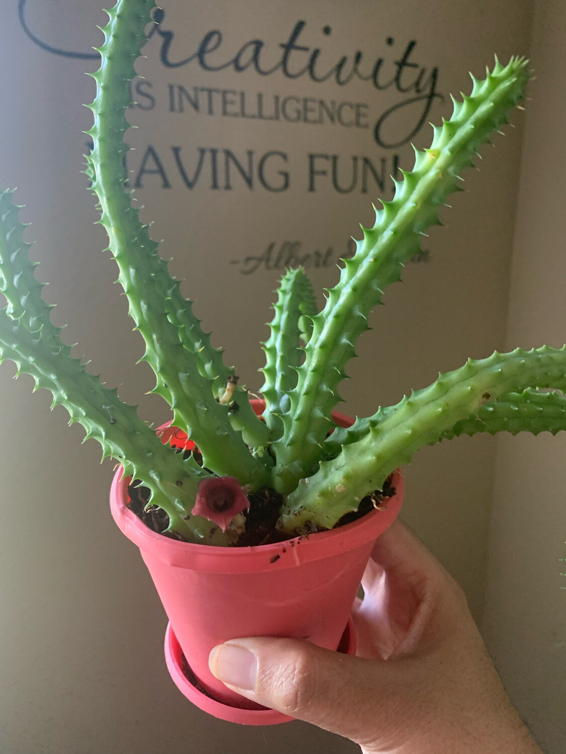 Red Dragon Flower (Huernia schneideriana)