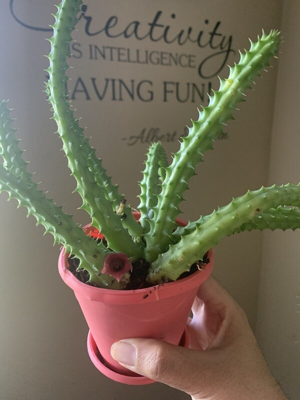 Huernia Schneideriana Red Dragon