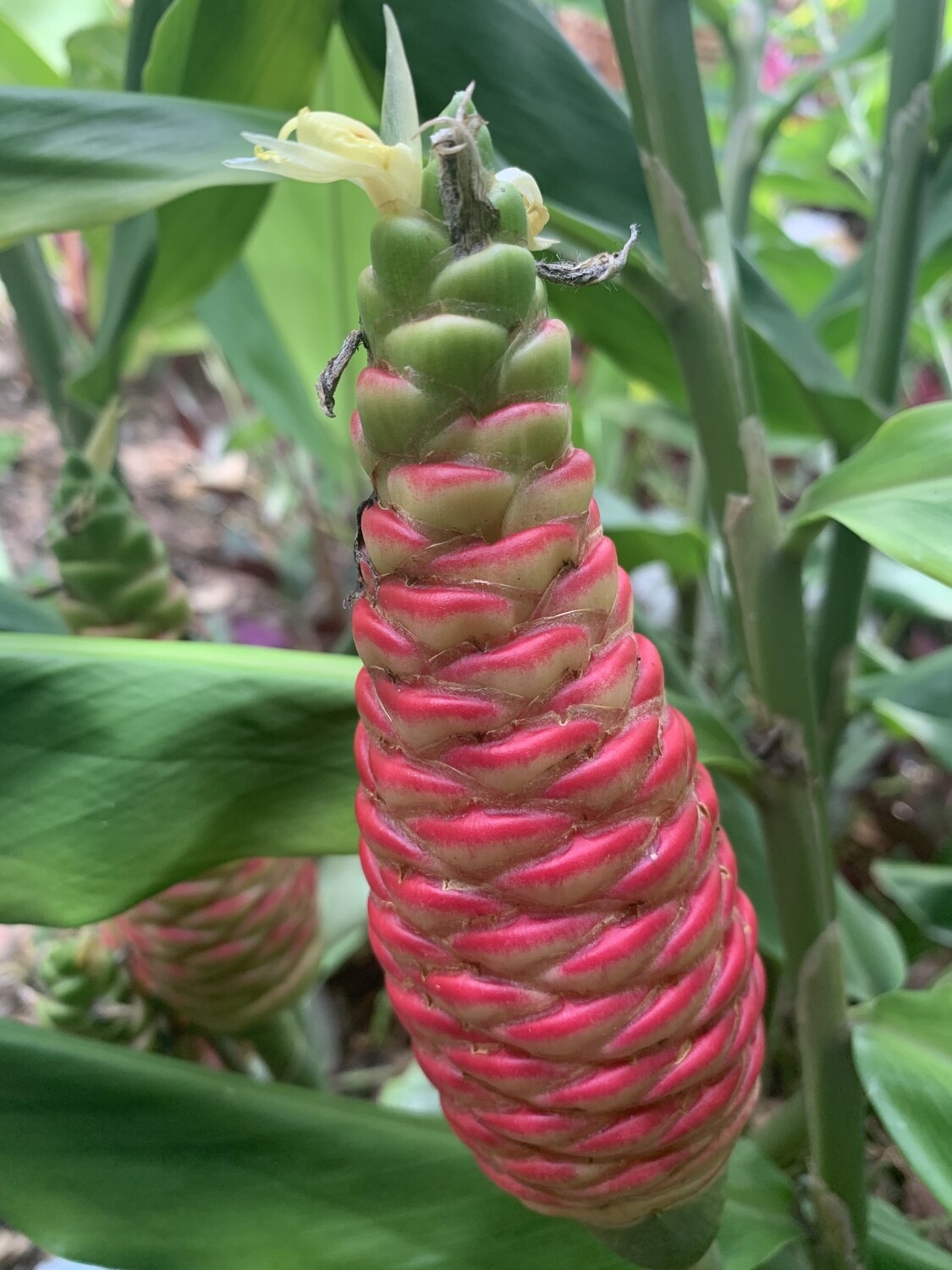 Zingiber Zerumbet Awapuhi Ginger Shampoo
