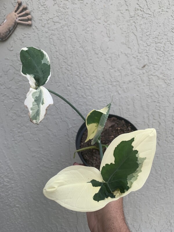 Mickey Mouse Alocasia (Alocasia Xanthosoma Variegata)