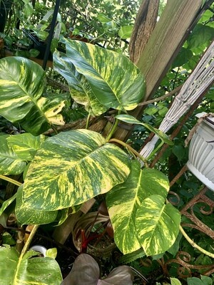 Giant Hawaiian Golden Pothos