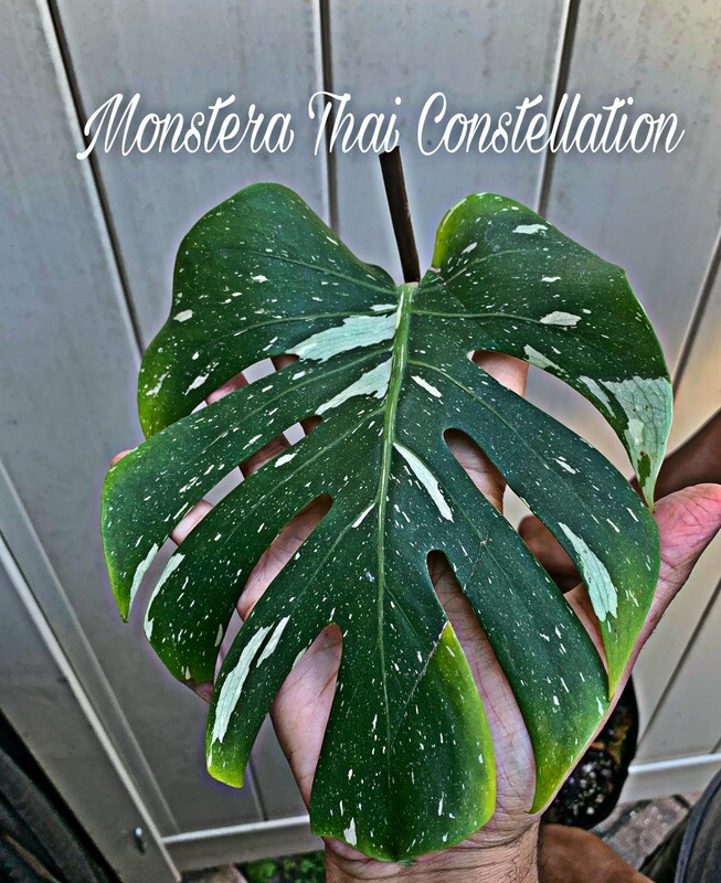 Monstera Thai Constellation