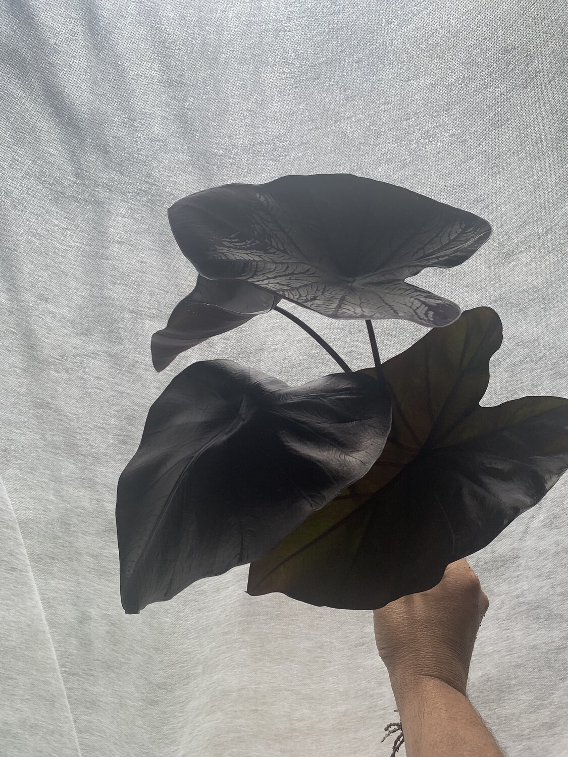 Black Coral Colocasia Esculenta