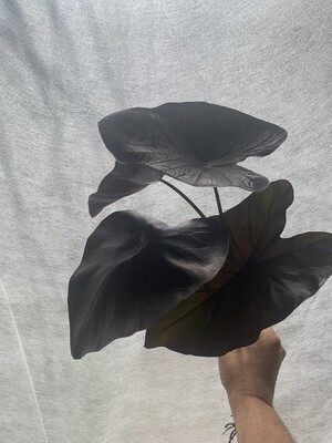 Black Coral Colocasia Esculenta