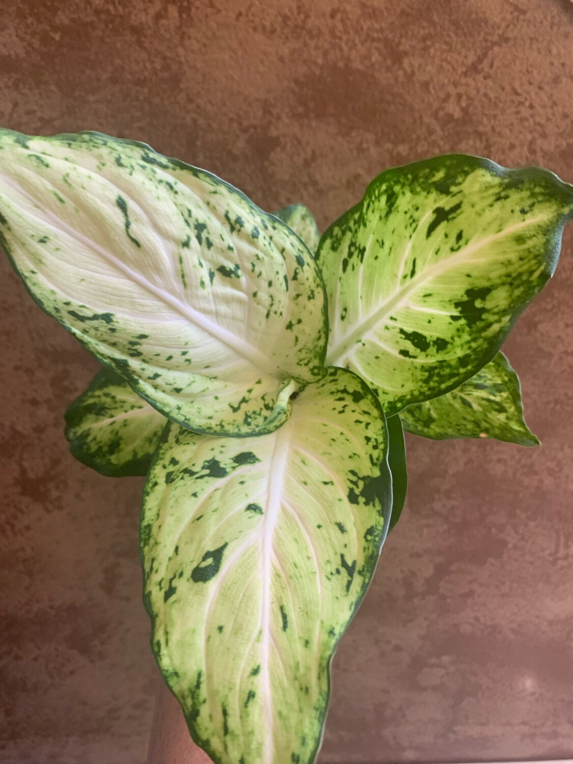 New Cultivar Dieffenbachia