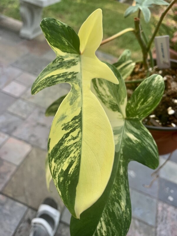 Florida Beauty Variagated Philodendron
