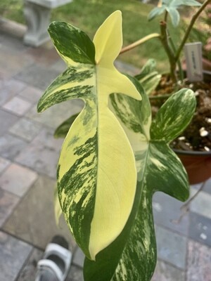 Florida Beauty Variagated Philodendron