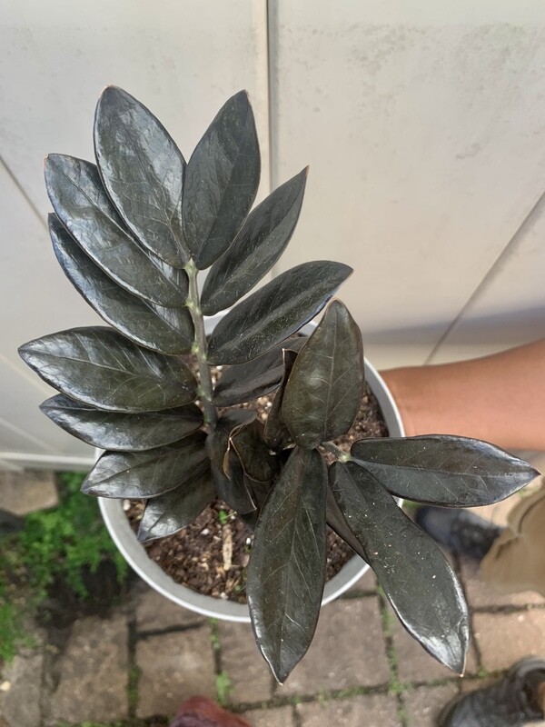 Raven Zamioculcas zamiifolia