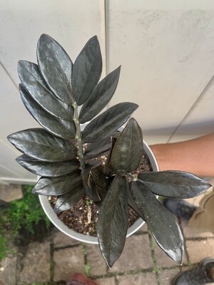 Raven Zamioculcas zamiifolia