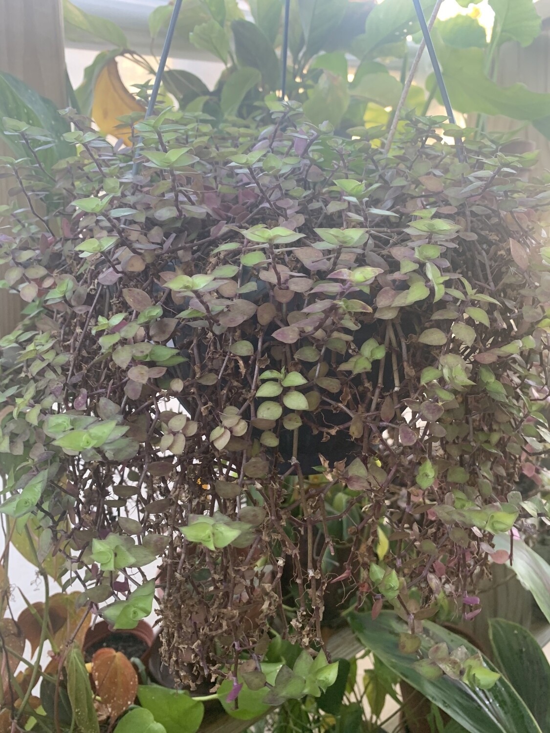 Purple Tradescantia and Callisia Repens