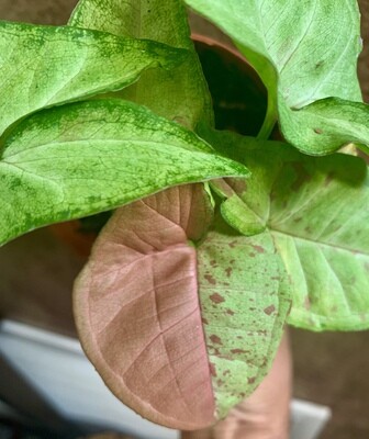 Pink Confetti Syngonium