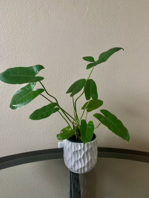 Philodendron Burle Marx