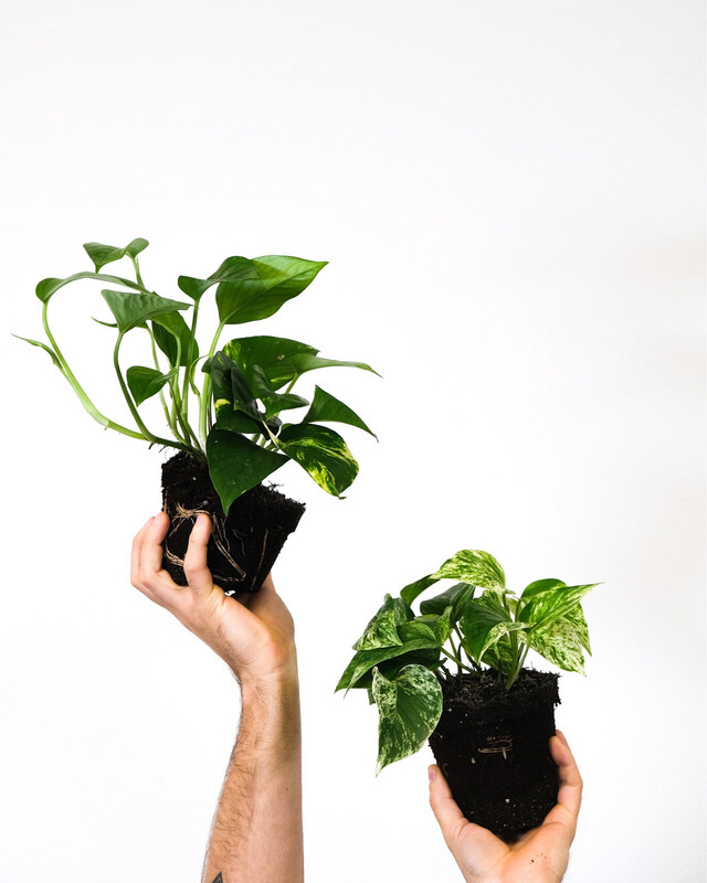 Golden Pothos &amp; Snow Queen (Epipremnum aureum)