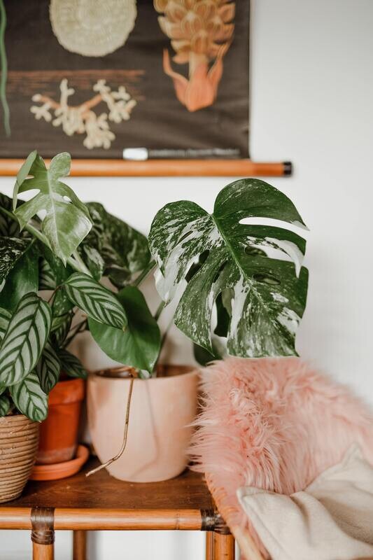 Albo Monstera Borsigiana One Leaf  Cutting