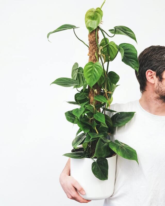 Philodendron scandens ‘Sweetheart Vine’