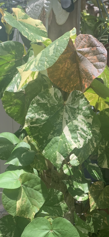Tricolor Mahoe Sea Hibiscus Tree