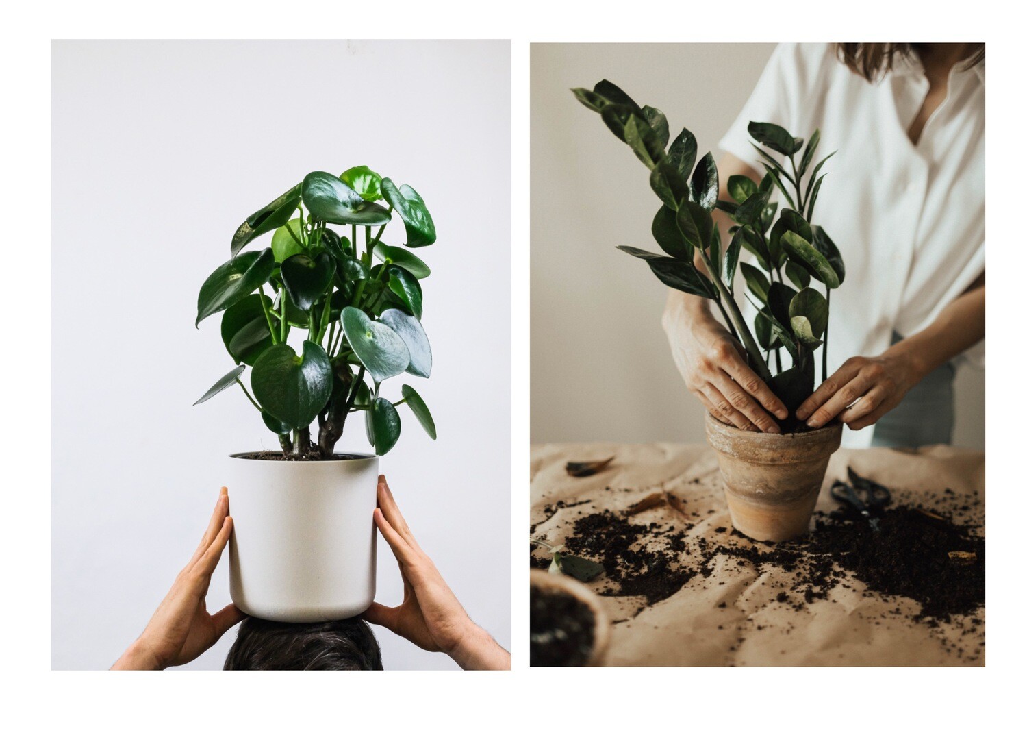 Peperomia polybotrya &amp; Black ZZ Low Light Bundle