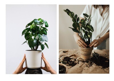Peperomia polybotrya &amp; Black ZZ Low Light Bundle