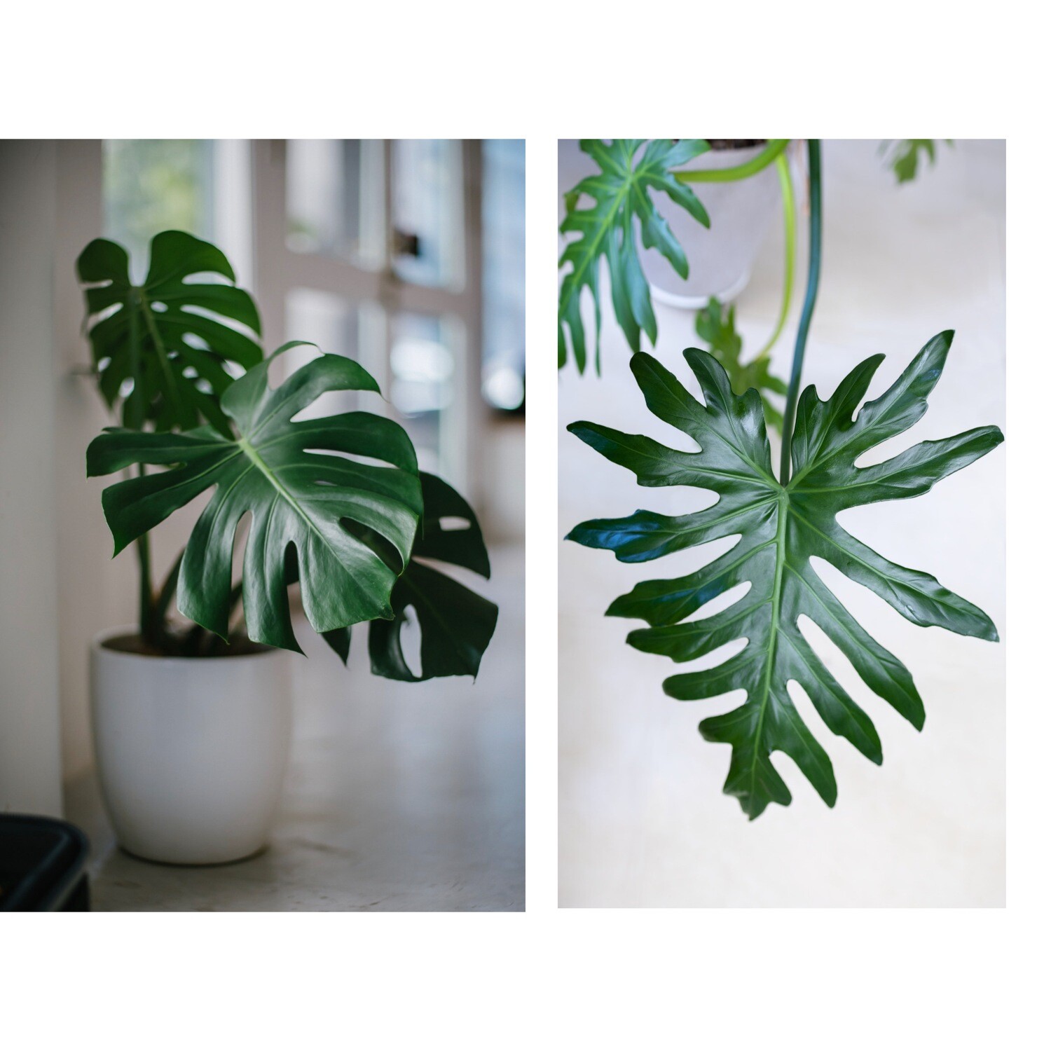 Monstera Deliciosa &amp; Split Leaf Philodendron El