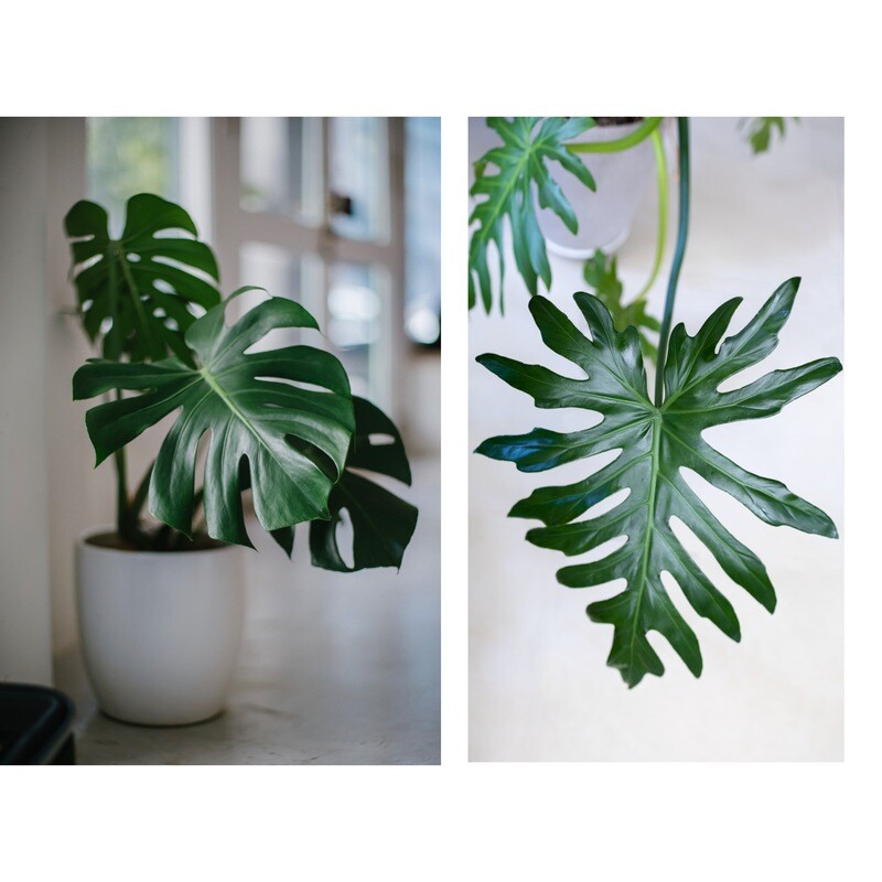 Monstera Deliciosa &amp; Split Leaf Philodendron El