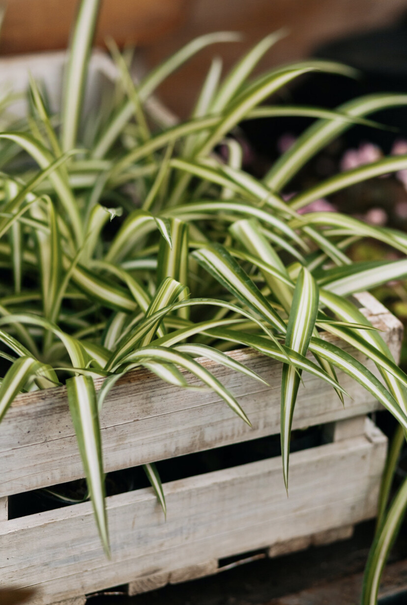 Spider Plants 4” pots