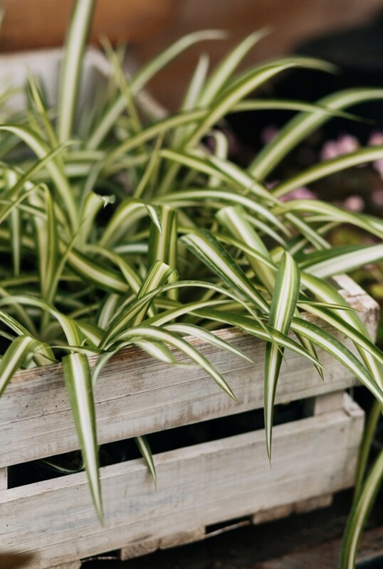 Spider Plants 4” pots