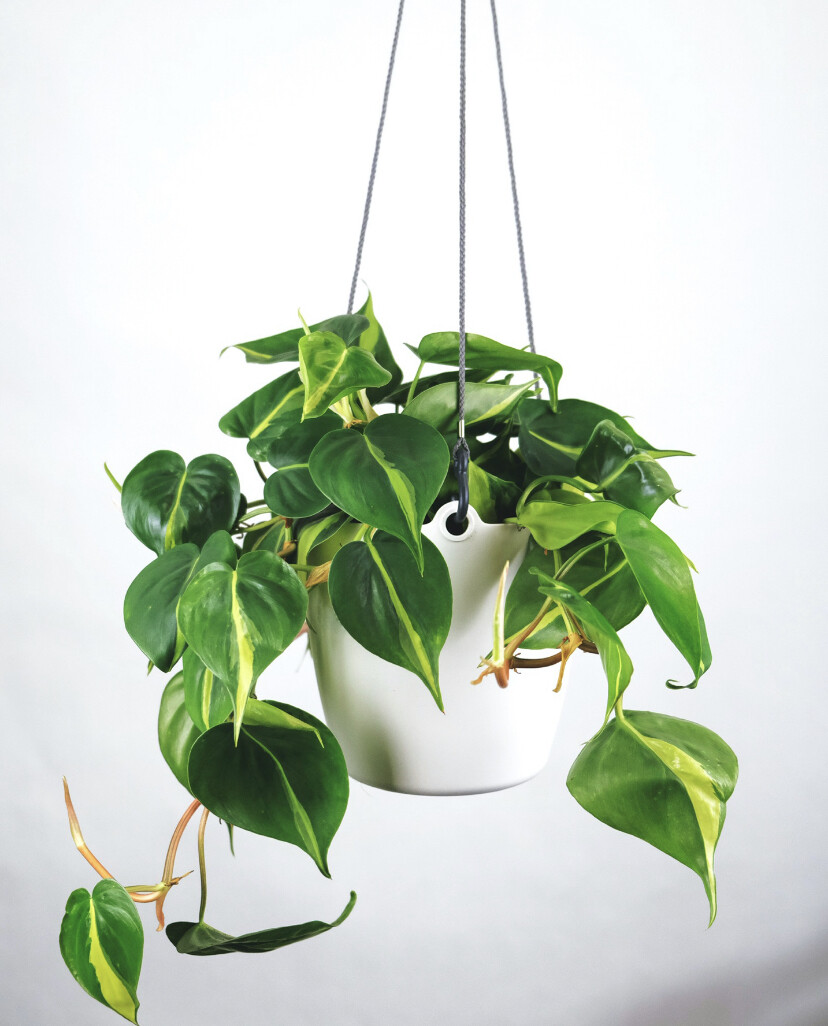 Philodendron hederaceum ‘Brasil Pothos’