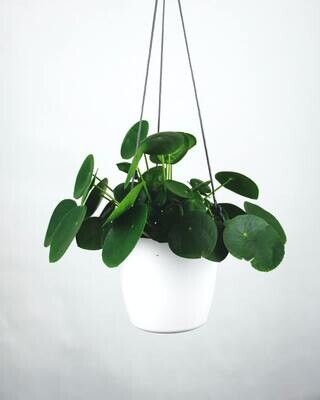 Pilea Peperomiodes - Chinese ‘UFO’ Plant