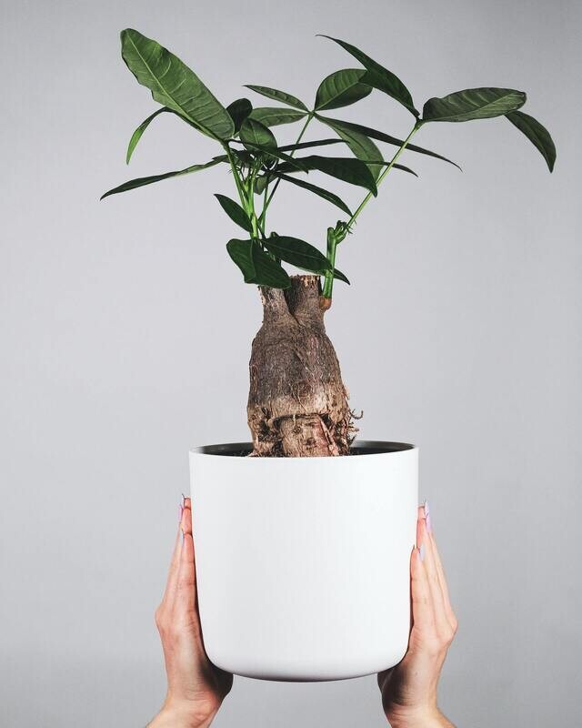 Pachira aquatica