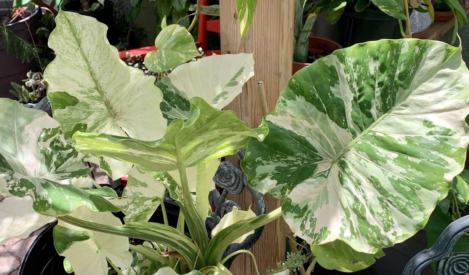 Alocasia Variagata Macrohizza