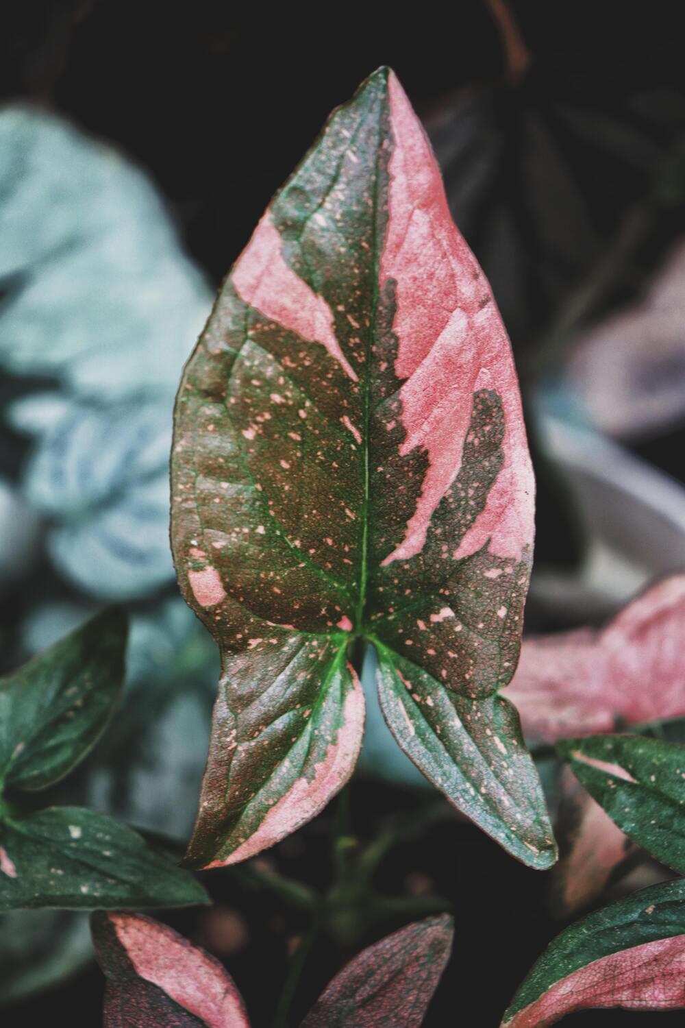 Sygnonium Thai Pink Splash