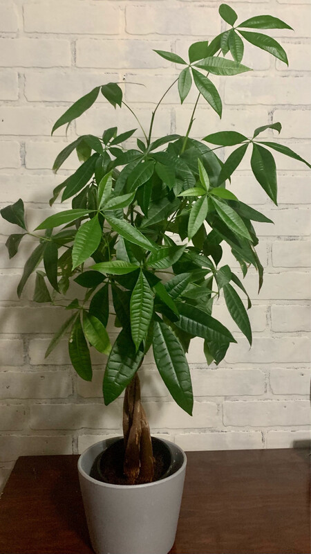 Pre-Bonsai Chinese Money Tree
