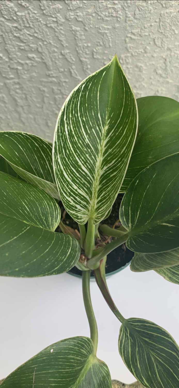 Philodendron Birkin