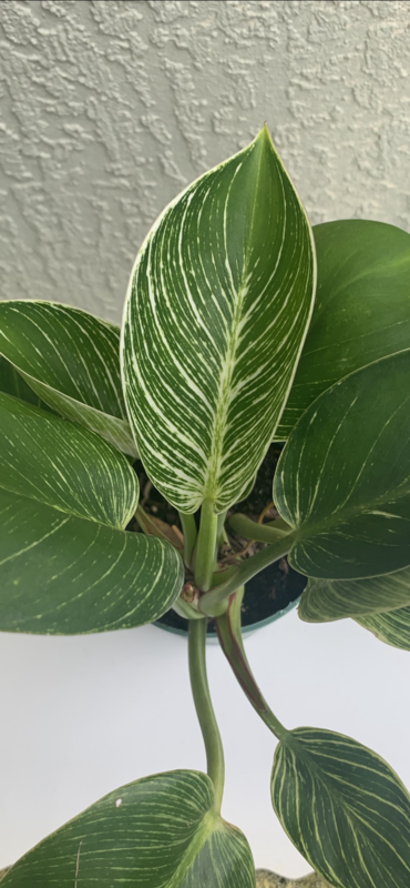Philodendron Birkin