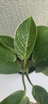 Philodendron Birkin
