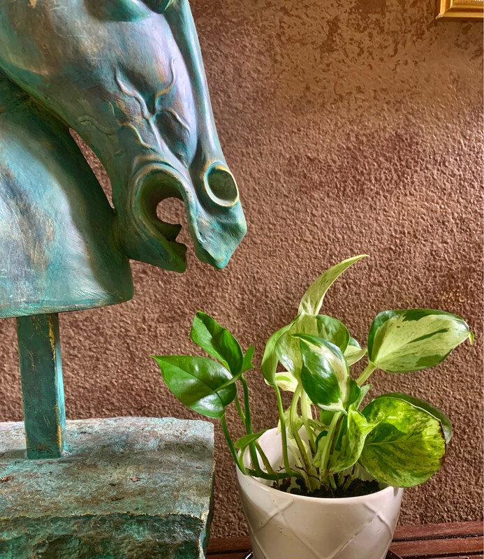 Manjula Pothos