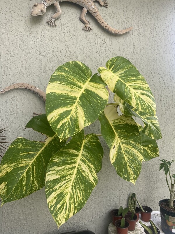 Giant Hawaiian Pothos