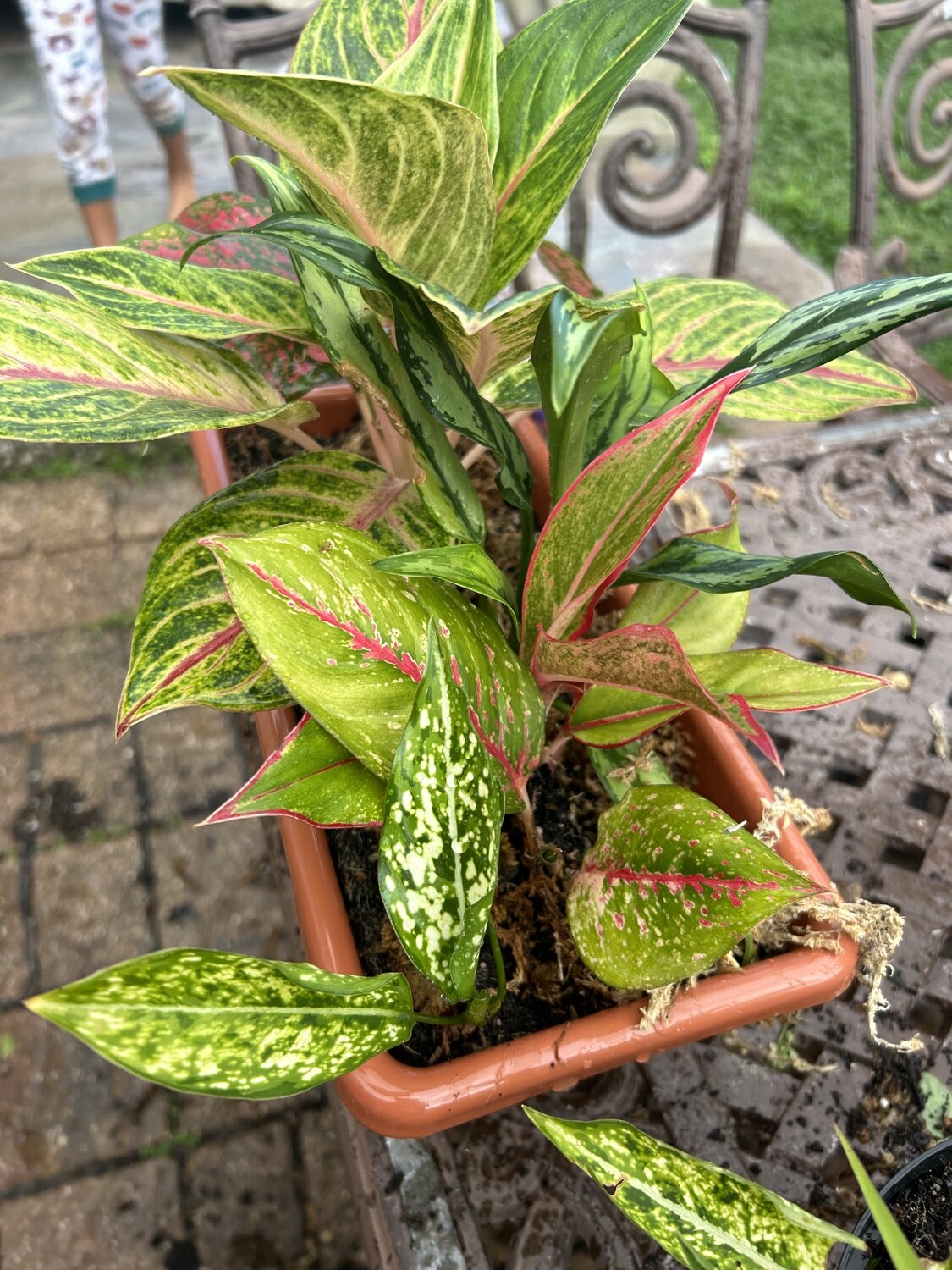 Aglaonema Medley