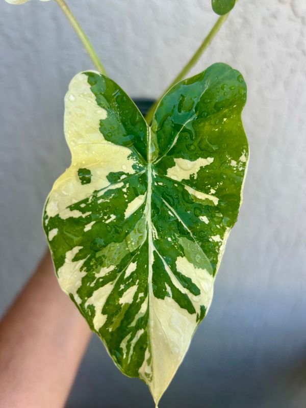 Alocasia Macrohizza Variagata