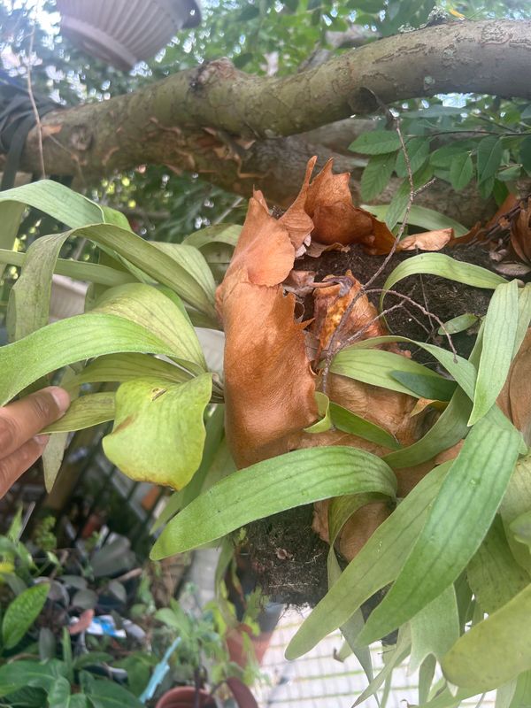 Staghorn Fern
