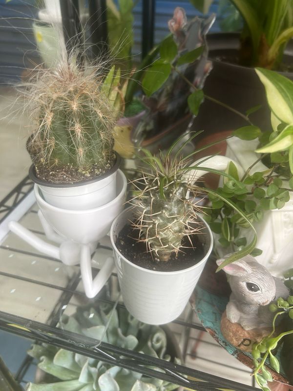 Rare Cactus Duo