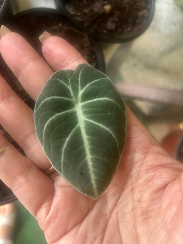 Alocasia Black Velvet