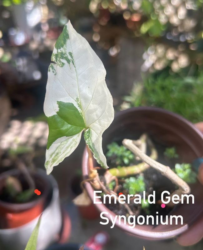 Albo Sygnonium &#39;Emerald Gem&#39;
