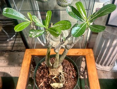 Desert Rose