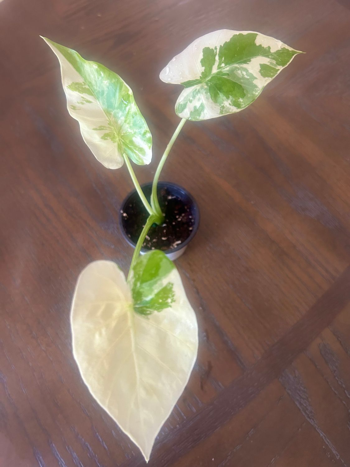 Alocasia Variagata ‘Dawn’