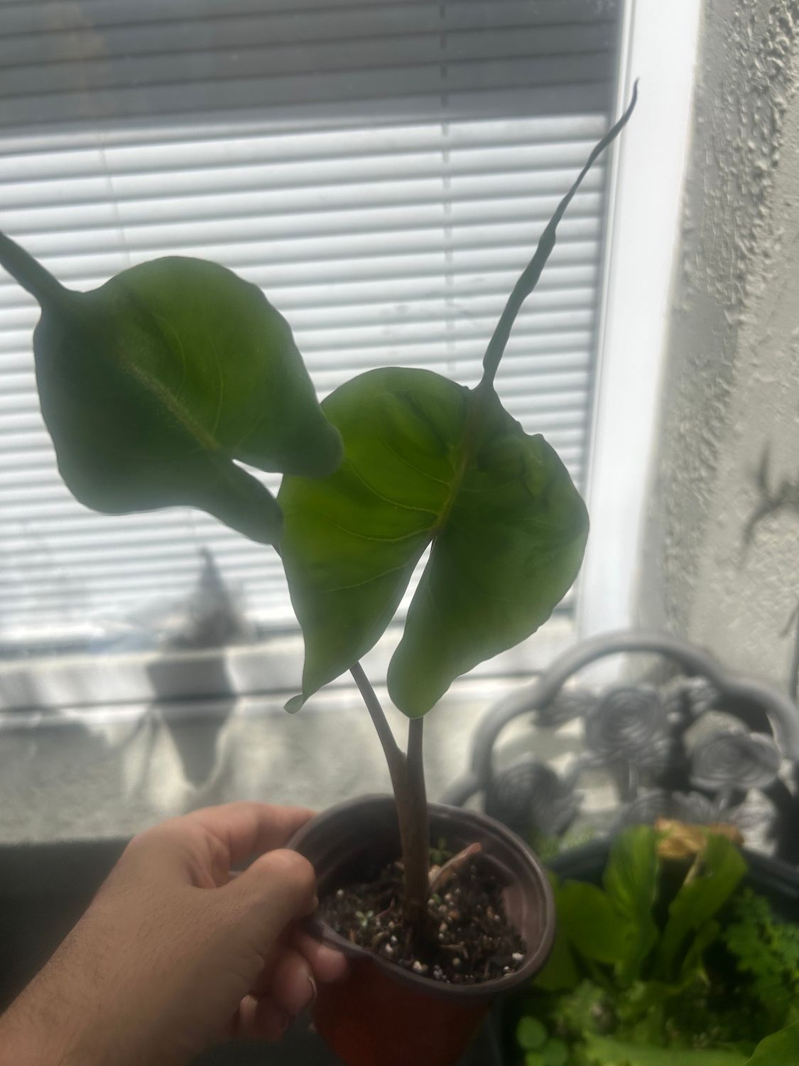 Alocasia ‘Stingray’
